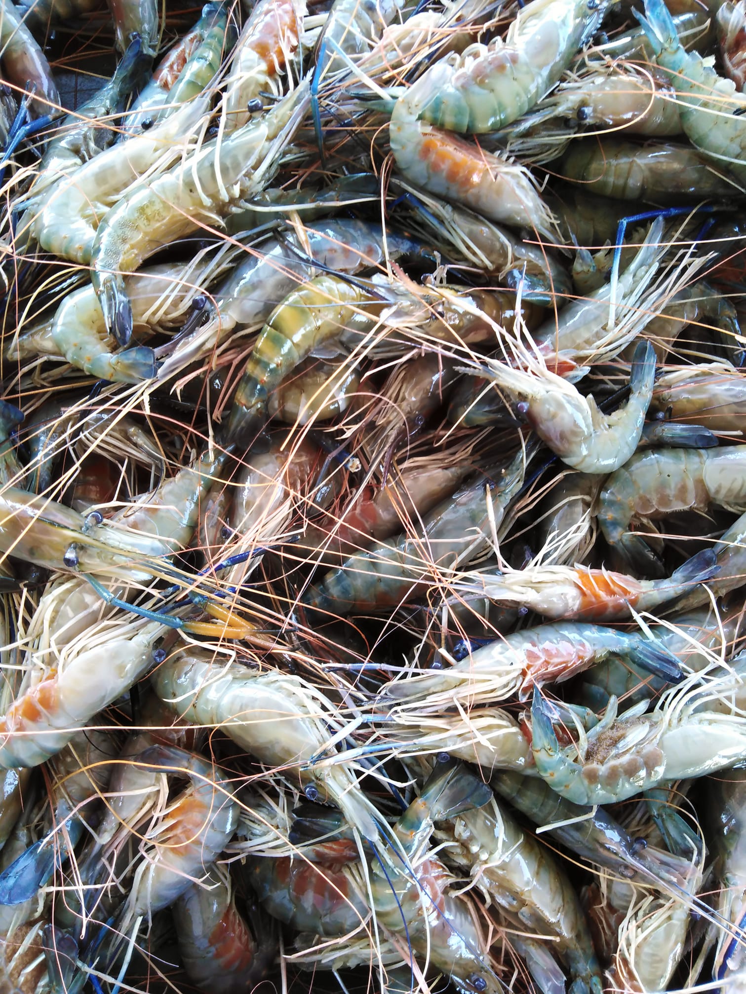 udang